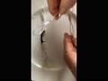20250510 貯精嚢をつっつく膀胱ねずみ 20250510 貯精嚢をつっつく膀胱ねずみ