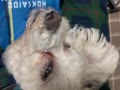 なんちゃんふて寝中