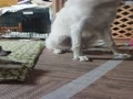 VID_20250615_070132 - Trim.mp4 VID_20250615_070132 - Trim.mp4